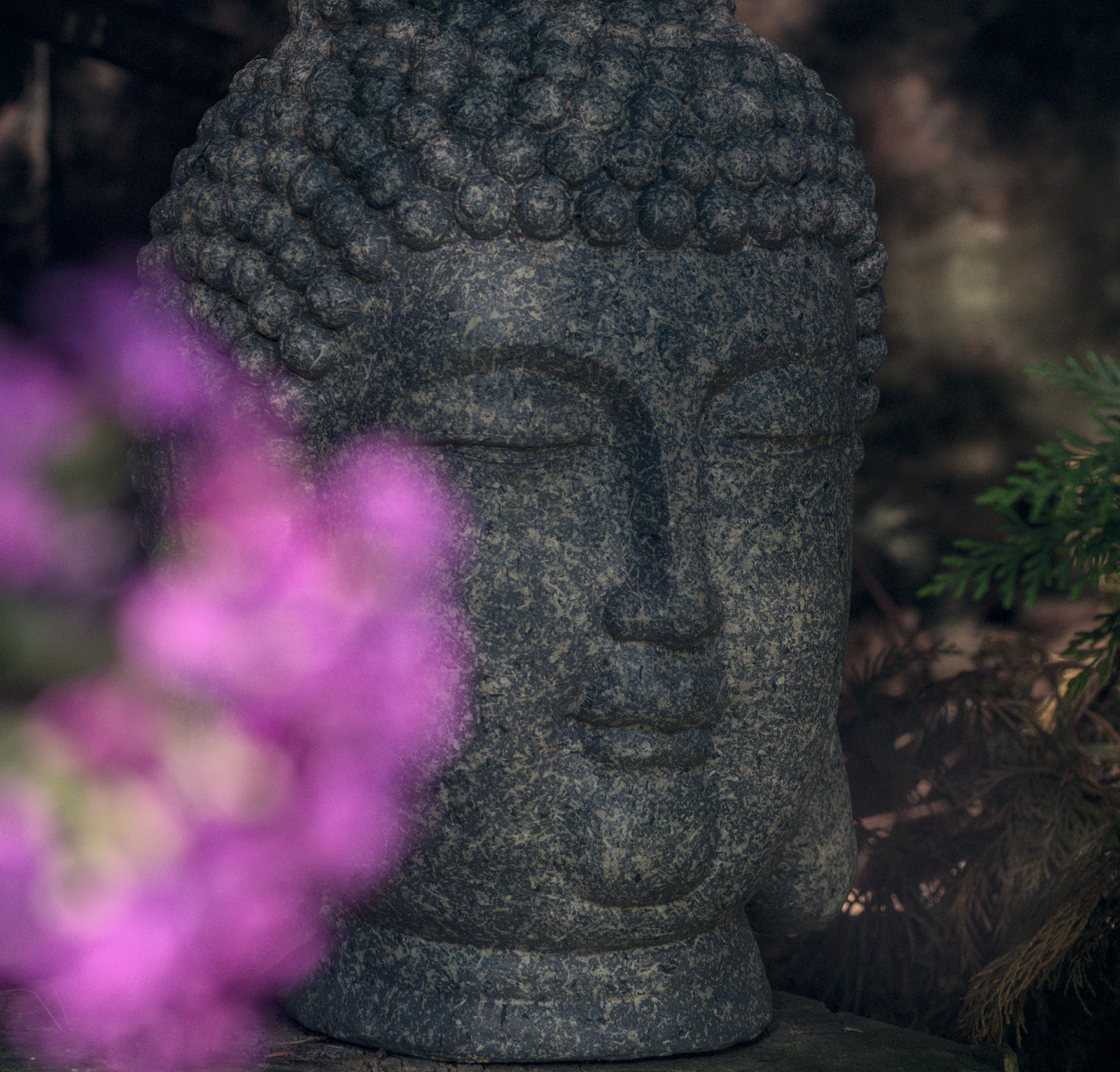 Stone Buddha head in a quiet garden setting
